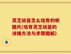 灵芝幼苗怎么培育的呢图片(培育灵芝幼苗的详细方法与步骤图解)
