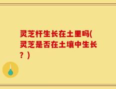 灵芝杆生长在土里吗(灵芝是否在土壤中生长？)
