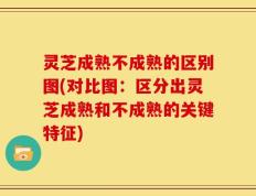 灵芝成熟不成熟的区别图(对比图：区分出灵芝成熟和不成熟的关键特征)