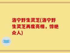 洛宁野生灵芝(洛宁野生灵芝再度亮相，惊艳众人)