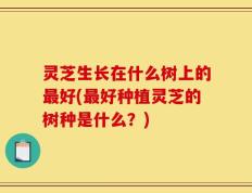 灵芝生长在什么树上的最好(最好种植灵芝的树种是什么？)