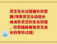 灵芝生长过程图片欣赏图(观察灵芝从幼菇长成成熟灵芝的生长历程，欣赏图解展现灵芝成长的奇妙过程)