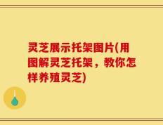 灵芝展示托架图片(用图解灵芝托架，教你怎样养殖灵芝)