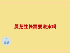 灵芝生长需要浇水吗