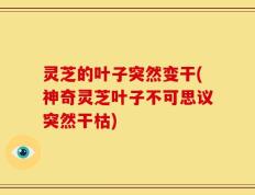 灵芝的叶子突然变干(神奇灵芝叶子不可思议突然干枯)