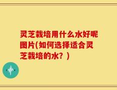 灵芝栽培用什么水好呢图片(如何选择适合灵芝栽培的水？)