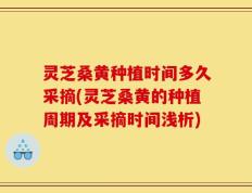 灵芝桑黄种植时间多久采摘(灵芝桑黄的种植周期及采摘时间浅析)