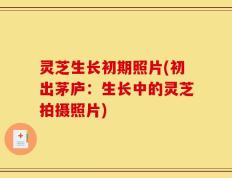 灵芝生长初期照片(初出茅庐：生长中的灵芝拍摄照片)