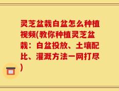 灵芝盆栽白盆怎么种植视频(教你种植灵芝盆栽：白盆投放、土壤配比、灌溉方法一网打尽)