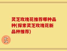 灵芝玫瑰花推荐哪种品种(探索灵芝玫瑰花新品种推荐)