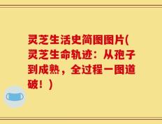 灵芝生活史简图图片(灵芝生命轨迹：从孢子到成熟，全过程一图道破！)