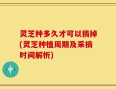 灵芝种多久才可以摘掉(灵芝种植周期及采摘时间解析)