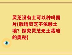 灵芝没有土可以种吗图片(栽培灵芝不依赖土壤？探究灵芝无土栽培的奥秘)
