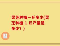 灵芝种植一斤多少(灵芝种植 1 斤产量是多少？)