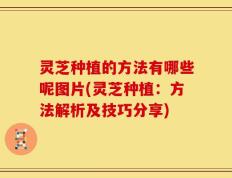 灵芝种植的方法有哪些呢图片(灵芝种植：方法解析及技巧分享)