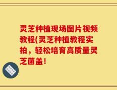 灵芝种植现场图片视频教程(灵芝种植教程实拍，轻松培育高质量灵芝菌盖！