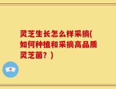 灵芝生长怎么样采摘(如何种植和采摘高品质灵芝菌？)