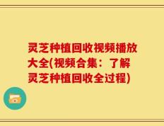 灵芝种植回收视频播放大全(视频合集：了解灵芝种植回收全过程)