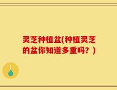 灵芝种植盆(种植灵芝的盆你知道多重吗？)