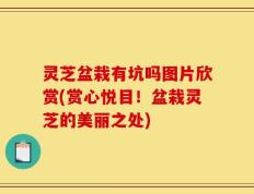 灵芝盆栽有坑吗图片欣赏(赏心悦目！盆栽灵芝的美丽之处)