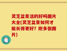 灵芝盆景活的好吗图片大全(灵芝盆景如何才能长得更好？附多张图片)