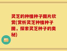 灵芝的种植种子图片欣赏(赏析灵芝种植种子图，探索灵芝种子的奥秘)