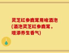 灵芝红参鹿茸用啥酒泡(酒泡灵芝红参鹿茸，增添养生香气)