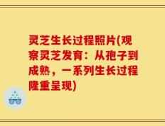 灵芝生长过程照片(观察灵芝发育：从孢子到成熟，一系列生长过程隆重呈现)
