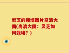 灵芝的栽培图片高清大图(高清大图：灵芝如何栽培？)