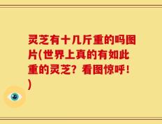 灵芝有十几斤重的吗图片(世界上真的有如此重的灵芝？看图惊呼！)