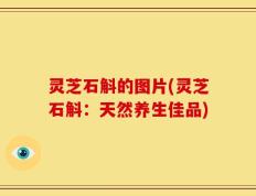灵芝石斛的图片(灵芝石斛：天然养生佳品)