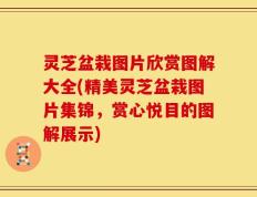 灵芝盆栽图片欣赏图解大全(精美灵芝盆栽图片集锦，赏心悦目的图解展示)