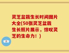 灵芝盆栽生长时间图片大全(50张灵芝盆栽生长照片展示，惊叹灵芝的生命力！)