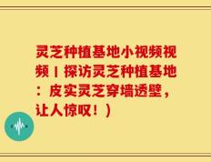 灵芝种植基地小视频视频丨探访灵芝种植基地：皮实灵芝穿墙透壁，让人惊叹！)