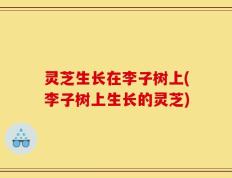 灵芝生长在李子树上(李子树上生长的灵芝)