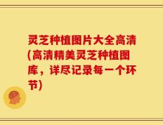 灵芝种植图片大全高清(高清精美灵芝种植图库，详尽记录每一个环节)
