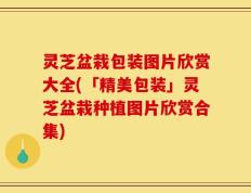 灵芝盆栽包装图片欣赏大全(「精美包装」灵芝盆栽种植图片欣赏合集)