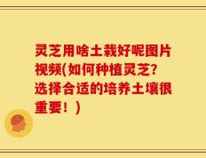 灵芝用啥土栽好呢图片视频(如何种植灵芝？选择合适的培养土壤很重要！)