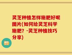 灵芝种植怎样施肥好呢图片(如何给灵芝科学施肥？-灵芝种植技巧分享)