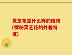灵芝花是什么样的植物(探秘灵芝花的外貌特征)