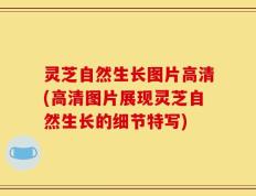 灵芝自然生长图片高清(高清图片展现灵芝自然生长的细节特写)