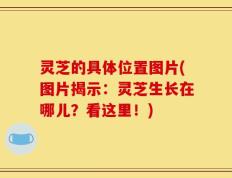 灵芝的具体位置图片(图片揭示：灵芝生长在哪儿？看这里！)