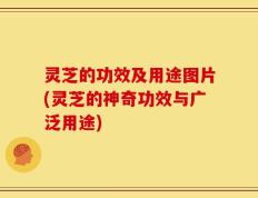 灵芝的功效及用途图片(灵芝的神奇功效与广泛用途)