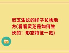 灵芝生长的样子长啥地方(看看灵芝是如何生长的：形态特征一览)