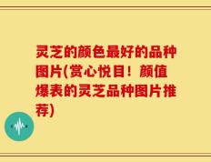 灵芝的颜色最好的品种图片(赏心悦目！颜值爆表的灵芝品种图片推荐)