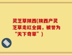灵芝草陕西(陕西产灵芝草走红全国，被誉为“天下奇草”)