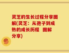 灵芝的生长过程分享图解(灵芝：从孢子到成熟的成长历程  图解分享)