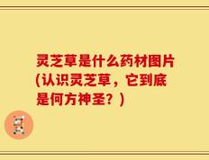 灵芝草是什么药材图片(认识灵芝草，它到底是何方神圣？)