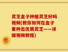灵芝盒子种植灵芝好吗视频(教你如何在盒子里种出优质灵芝——详细视频教程)