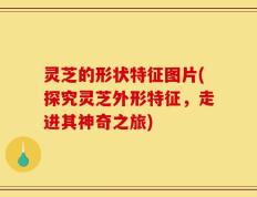 灵芝的形状特征图片(探究灵芝外形特征，走进其神奇之旅)